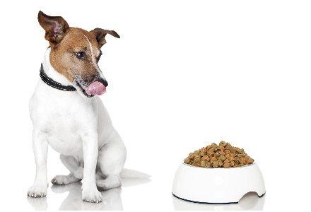 Amazon lanza su tienda para mascotas con miles de productos